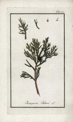 Genévrier sabine (Juniperus sabina). Lithographie de « Afbeelding der Artseny-Gewassen » par Johannes Zorn (1739-1799), Pays-Bas