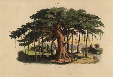 Figuier sacré ou arbre peepal, Ficus religiosa