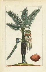Palmier sagou, Metroxylon sagu