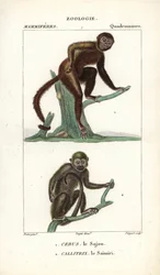 Sajou ou saphogano ou capucin et saimiri ou singe écureuil