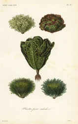 Légumes pour salades