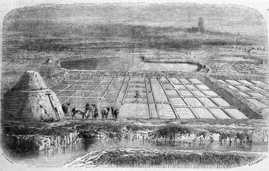 Production de sel : marais salants (saline) du sud de la France. Gravure du XIXe siècle