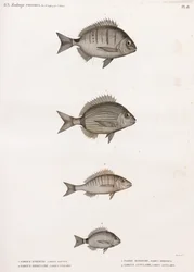 Sargue Enrouée; Sargue Ordinaire; Pagre Mormyre & Sargue Annulaire