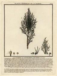 Genévrier sabine, Juniperus sabina