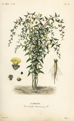 Scammonée, Convolvulus scammonia