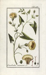 Scammonée (Convolvulus scammonia). Lithographie de « Afbeelding der Artseny-Gewassen » par Johannes Zorn (1739-1799), Pays-Bas