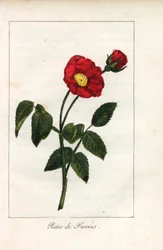 Rose de Provence écarlate, rose de Provins, Rosa gallica. Gravure sur cuivre coloriée à la main d