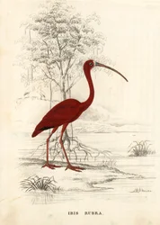 Ibis rouge, Eudocimus ruber (Ibis rubra). Gravure sur acier colorée à la main de la Galerie d