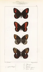 Argus écossais, Erebia aethiops, grand némusien, Erebia euryale, némusien d