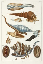 Créatures marines