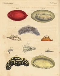 Limaces de mer: Phyllidia varicosa 1,2, Tergipes limacina 3,4, Aeolidia papillosa 5, Scyllaea pelagica 6, Tritonia hombergii 7, Polycera quadrilineata 8, et Platydoris argo 9,10. Gravure sur cuivre coloriée à la main de Bilderbuch fur