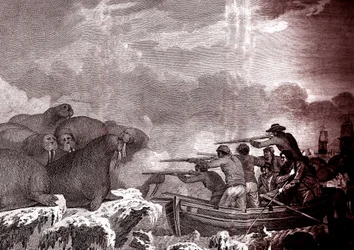 Chasse au phoque dans l