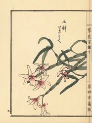 Sekkoku, dendrobium de Mohl ou orchidée de pierre japonaise, Dendrobium moniliforme. De Kusa Bana Hyakushu (Cent Variétés de Fleurs), Tokyo, Yamada