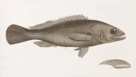 Serran Airain, gros plan