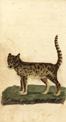 Serval, Leptailurus serval (gravure)
