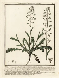 Capselle bourse-à-pasteur, Capsella bursa-pastoris