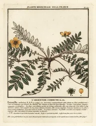 Potentille ansérine, Potentilla anserina