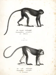 Lutung argenté, Trachypithecus cristatus (Semnopithecus pruinosus) et surili de Sumatra, Presbytis melalophos (Semnopithecus melalophos) en danger. Lithographie par Karl Joseph Brodtmann de l