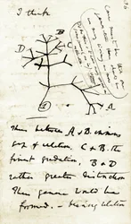 Croquis de Charles Darwin (1809-1882) de son premier carnet « Transmutation des espèces » : c