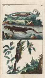 Triton lisse ou commun et lézard des sables - Eau-forte par Gottlieb Tobias Wilhelm (1758-1811), de l