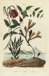 Fritillaire pintade, Fritillaria meleagris 1, fuchsia colibri, Fuchsia magellanica 2, fucus dentelé, Fucus serratus 3 et Fucus siliqueux 4. Fritillaire, Fuchsia, Fucus