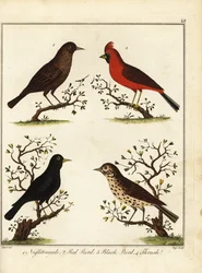 Oiseaux chanteurs : rossignol, cardinal rouge, merle noir et grive. 1792