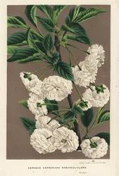Cerisier acide, Prunus cerasus (caproniana ranunculiflora). Lithographie coloriée à la main de Flowers of the Gardens and Hothouses of Europe, Flore des Serres et des Jardins de l