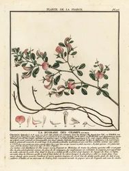 Bugrane épineuse, Ononis spinosa