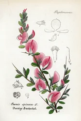 Bugrane épineuse, Ononis spinosa. Gravure en cuivre colorée à la main tirée du Hand-Atlas de toutes les plantes médicinales et pharmaceutiques de Dr. Willibald Artus