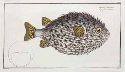 Poisson porc-épic à taches