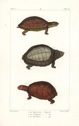 Tortue à pattes tachetées, Rhinoclemmys punctularia, tortue à carapace molle indienne, Lyssemys punctata, et tortue casquée nord-africaine, Pelomedusa subrufa olivacea