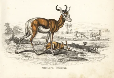 Springbok, Antidorcas marsupialis (Antilope euchore). Lithographie en couleur de la Galerie d