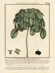 Laurier des bois, Daphne laureola