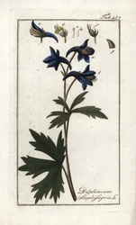 Staphisaigre ou herbe aux poux, herbe à la goutte ou vigne sauvage (Delphinium staphisagria)