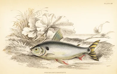 Steindachnerina binotata (Carpe saumonée à double marque, Prochilodus binotatus). Gravure sur acier colorée par W.H. Lizars d
