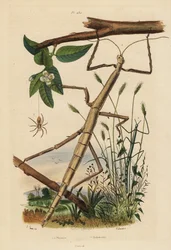 Phasmes, Carausius morosus et Clonopsis gallica, et araignée-crabe vagabonde, Philodromus aureolus