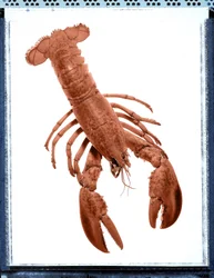 Nature morte de homard