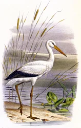 Cigogne, vers 1850 (lithographie)