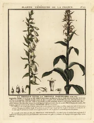 Digitale jaune, Digitalis lutea