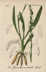 Spiranthes d