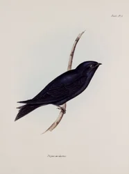 Hirondelle ou martinet, Amérique du Sud, vers 1832-1836