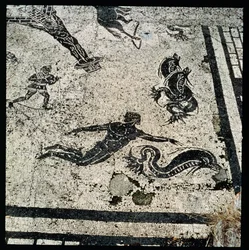 Nager avec les dauphins, du Frigidarium des thermes d