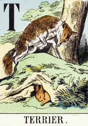 T : Terrier - L