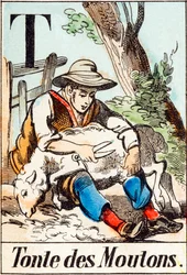 T Tonte des moutons - « Alphabet de la ferme » fin du XIXe siècle (gravure)