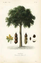 Tamarinier