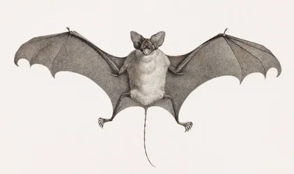 Taphien Filet, chauves-souris d