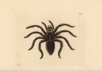 Tarantule loup, Lycosa tarantula (Tarantule, Aranea tarantula). Illustration dessinée et gravée par Richard Polydore Nodder. Gravure sur cuivre coloriée à la main de The Naturalist