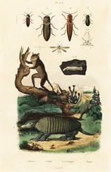 Tarsier, tatou et coléoptères (1834-1839) (gravure)
