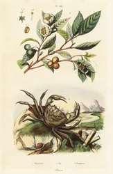 Thé, scarabée et crabe