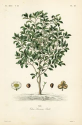 Théier, Camellia sinensis